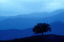 misty blue tree